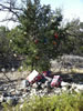 Texas Christmas Tree On Highway