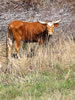 Texas Longhorn