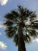 Florida Palm